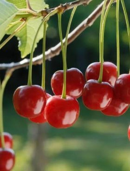 Wiśnia Sabina START PACK 