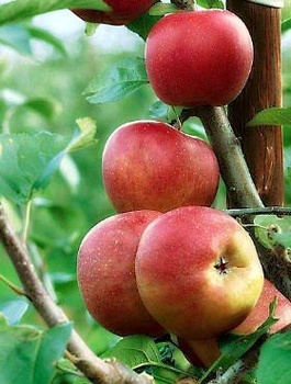 Jabłoń Cesarz Wilhelm Parchoodporny