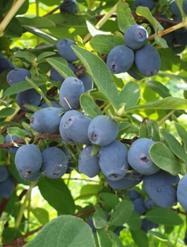 Jagoda kamczacka Strawberry Sensation w doniczce