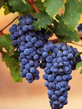 Winorośl winogrona Fredonia