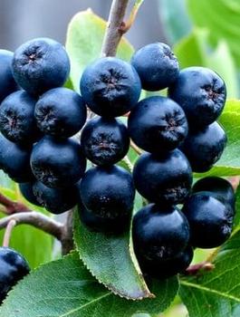 Aronia czarnoowocowa Revontuli Hedger w doniczce
