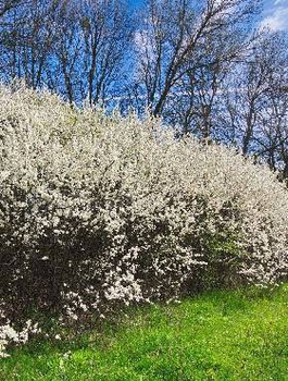 Śliwa Ałycza Na Żywopłot Obronny Mirabelka PREMIUM SADZONKA Plant Pack