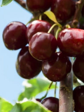 Czereśnia kolumnowa Victoria START PACK