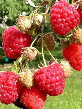 Malina Olbrzymia w doniczce 