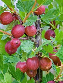 Agrest czerwony Kamieniar Plant Pack