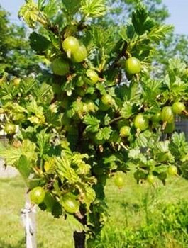 Agrest biały na pniu duże owoce 