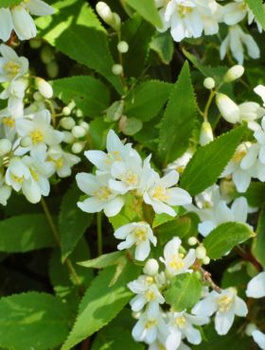 Żylistek wysmukły Marmorata (P9)