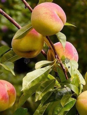 Brzoskwinia Crips Gold Start Pack 