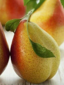 Grusza Król Sobieski