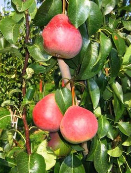 Grusza typu Radana START PACK