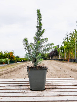 Świerk kłujący Kaibab (C2)