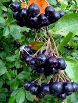 Aronia czarnoowocowa Amit w doniczce