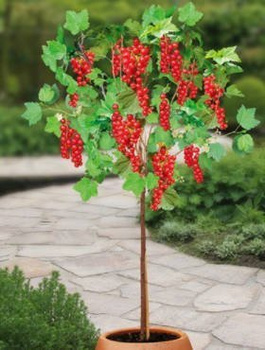 Porzeczka czerwona Maraton na pniu w balocie