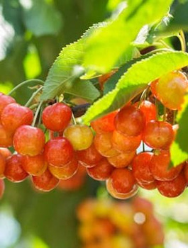  Czereśnia Vega Plant Pack