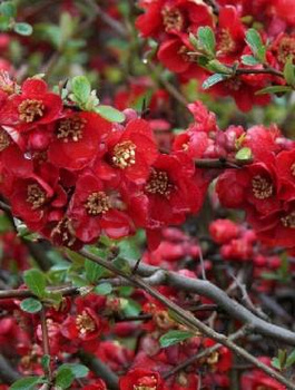 Pigwowiec pośredni Nicoline Ozdobny na Nalewki (C2)