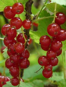 Porzeczka czerwona Detvan w doniczce