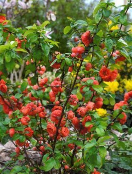 Pigwowiec okazały Mango Storm (C2)