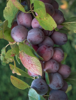 Śliwa kolumnowa Imperial Mrozoodporna START PACK 