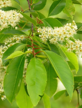 Czeremcha Plant Pack