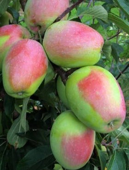 Jabłoń Kandil Sinap Sępka Czubajka START PACK