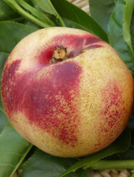 Nektaryna Artic Jay START PACK