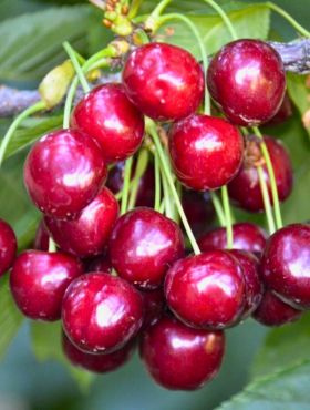 Czereśniowiśnia Meteor Korai Bardzo Duży Owoc czereśnia wiśnia START PACK