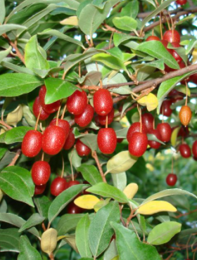 Oliwnik wielokwiatowy SSP