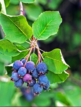 Świdośliwa olcholistna Sleyt najsłodsza doniczka C2