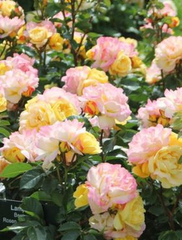 Róża rabatowa Lampion żółta 