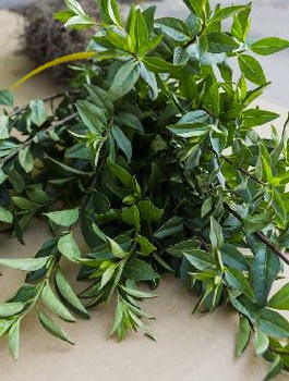 Ligustr Liguster Zimozielony Wielopędowy PREMIUM SADZONKI Plant Pack