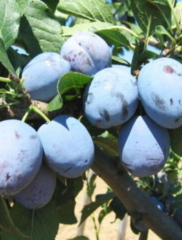 Śliwa typu Yoganta START PACK