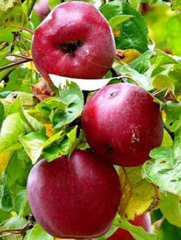 Półkarłowa Jabłoń Malinowa Malinówka