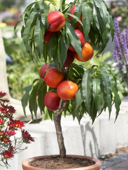 Mini Nektaryna karłowa Rubis START PACK