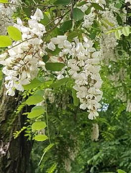 Grochodrzew Akacja Robinia pseudoakcja Plant Pack