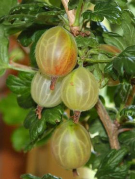 Agrest biały Puszkińskij START PACK