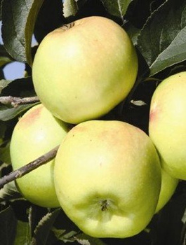 Jabłoń Reneta Landsberska Landzberska START PACK