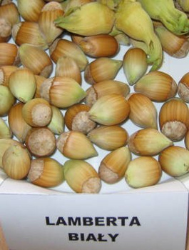 Orzech laskowy Lamberta Biały START PACK