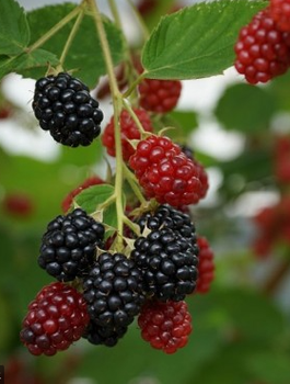 Jeżyna wielkoowocowa bezkolcowa NAVAHO