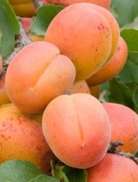 Morela Zaleszczycka START PACK