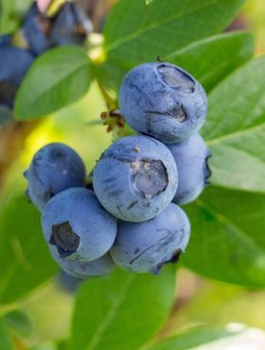 Borówka amerykańska NELSON późna (C2)