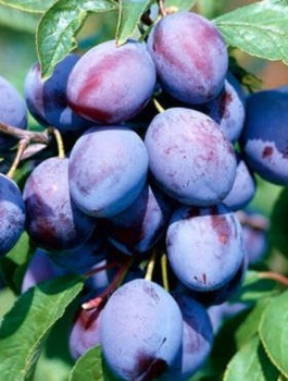 Śliwa Węgierka Wczesna START PACK