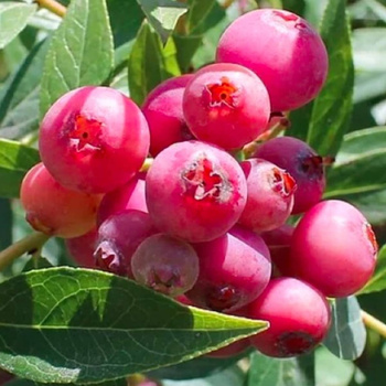 Borówka amerykańska Pink Lemonade karłowa na balkon 