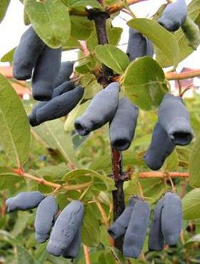 Jagoda kamczacka Wołoszebnica 