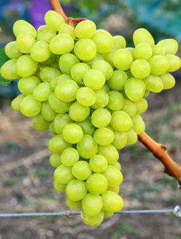 Winorośl winogrona Prim (C2)