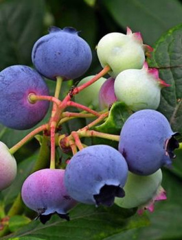 Borówka amerykańska Lateblue późna 