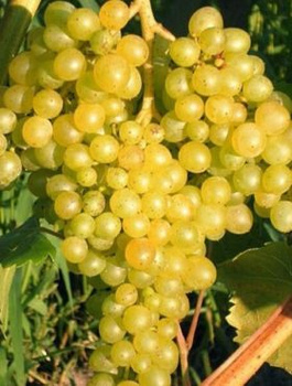 Winorośl winogrona Kiszmisz 342 zielona bezpestkowa