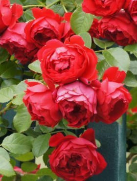 Róża pnąca Florentina czerwona balot