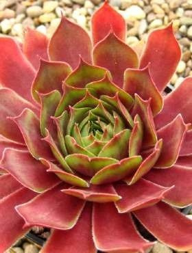 Rojnik ogrodowy Othello (C2)