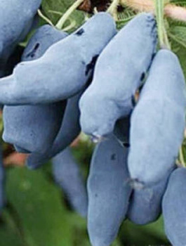 Jagoda kamczacka Siniczka