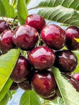 Czereśnia karłowa karłowe Sam START PACK (GISELA5)